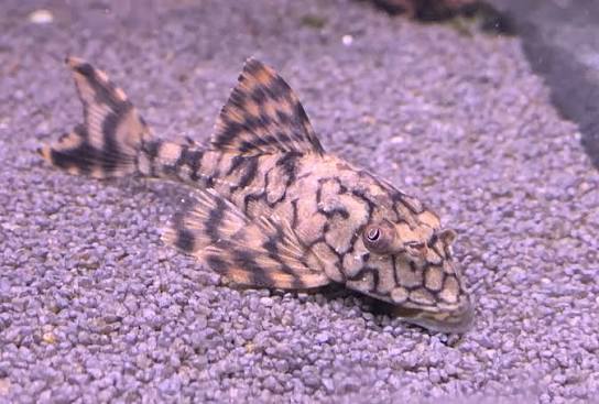 Snakeskin Pleco L037 2.5-3 Inch Live Freshwater Aquarium Catfish Rare Plecostomus