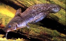 Eel Tail Panda Catfish 4–5” Live Fish – Rare Bottom Dweller Aquarium Fish.