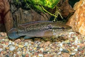 Gold Spangle Trinidad Pike 5–6” Live Fish – Rare Predator Cichlid Aquarium