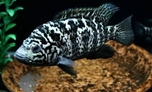 Cuban Cichlid 4-5 Inch Live Freshwater Aquarium Fish Rare Large Cichlid XL