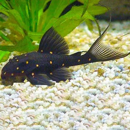 LDA-31 Mustard Spot Plecostomus 2.5-3 Inch Live Freshwater Pleco Rare Aquarium
