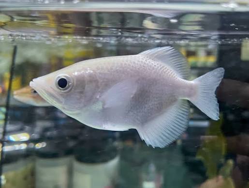 Platinum Archer Fish 3-4 Inch Live Brackish Aquarium Fish Super Rare Exotic XL