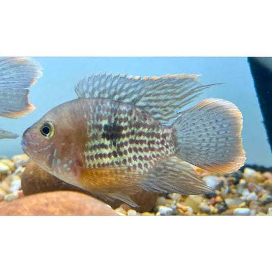 Green Terror Balloon Cichlid 2.5-3 Inch Live Freshwater Aquarium Fish Rare Color  (80 caracteres exactos)
