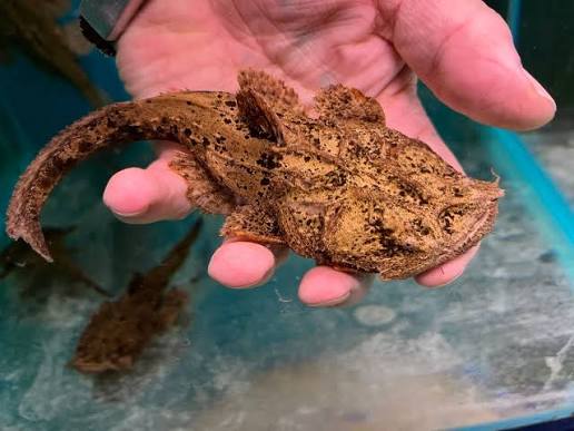 Chaca Bankanensis Catfish 3-4 Inch Live Freshwater Aquarium Fish Rare Oddball