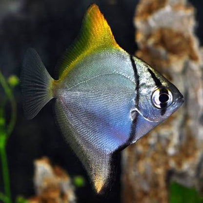 Tank Raised Monodactylus Argenteus 1.5-2 Inch Live Brackish Silver Mono Fish XL