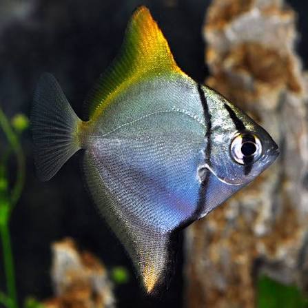 Tank Raised Monodactylus Argenteus 1.5-2 Inch Live Brackish Silver Mono Fish XL