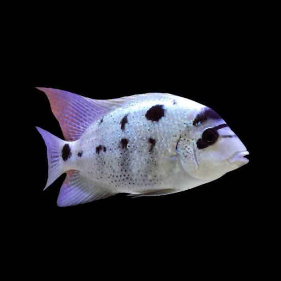 Silver Argentea Cichlid 2.5-3 Inch Live Freshwater Aquarium Fish Rare Cichlid