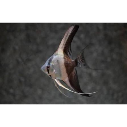 Bi-Color Angelfish 1.5-2 Inch Live Freshwater Aquarium Angelfish Fish XL Rare