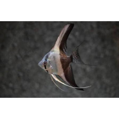 Bi-Color Angelfish 1.5-2 Inch Live Freshwater Aquarium Angelfish Fish XL Rare