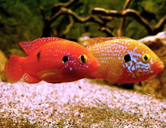 2-Pack Jewel Cichlid 2” Live Freshwater Colorful African Aquarium Fish