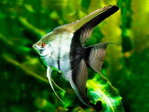 Bi-Color Angelfish 1.5-2 Inch Live Freshwater Aquarium Angelfish Fish XL Rare