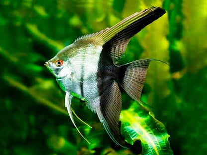 Bi-Color Angelfish 1.5-2 Inch Live Freshwater Aquarium Angelfish Fish XL Rare