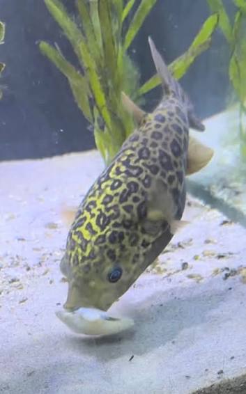 Super Giant Spotted Puffer 5-6 Inch Live Freshwater Aquarium Fish Rare XL XXL!!!