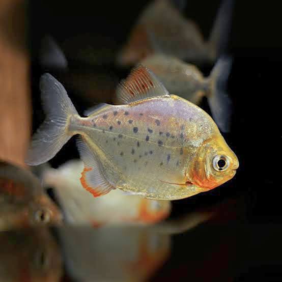 3-Pack Spotted Silver Dollar 1.5-2" Live Freshwater Tropical Aquarium Fish