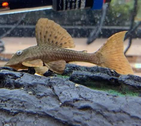 Blue Eye Redfin Pleco L137 2–3 Inch Live Freshwater Plecostomus Rare Aquarium Fish