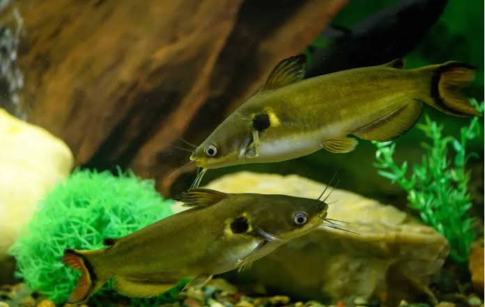 Burmese Sun Catfish 4-5" Live Freshwater Rare Tropical Aquarium Catfish