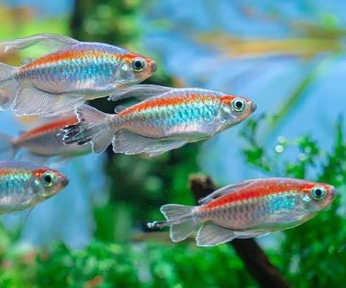 3-Pack Male Congo Tetra 2-2.5" Live Freshwater Tropical Aquarium Fish