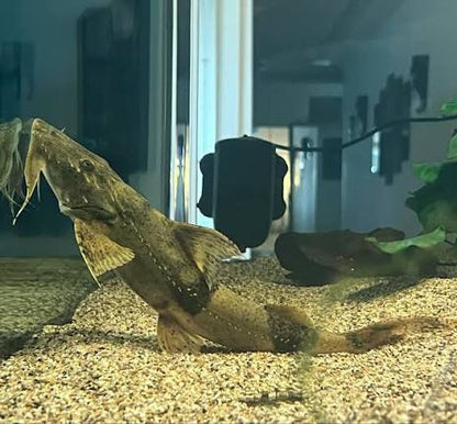 Yarrelli Goonch Catfish 10–12 Inch Live Freshwater Giant Predator Fish Rare