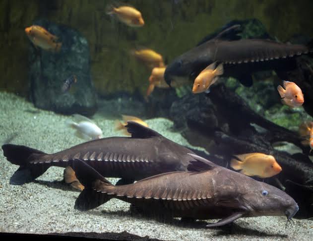 Black Turushuki Razorback Catfish 6" Pseudodoras Niger Live Freshwater Fish