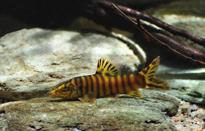 4-Pack Robusta Botia Loach 2 Inch Live Freshwater Aquarium Fish Rare Bottom Fish