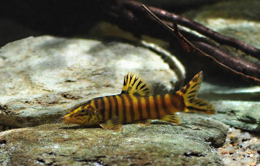 4-Pack Robusta Botia Loach 2 Inch Live Freshwater Aquarium Fish Rare Bottom Fish