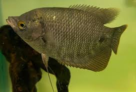 Giant Gourami 2” Live Fish – Fast Growing Freshwater Community Aquarium Fish