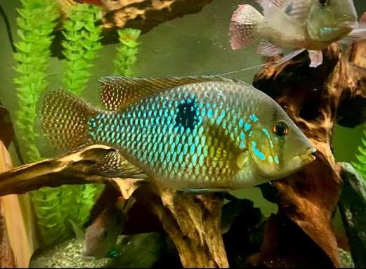 Geophagus Brasiliensis Cichlid 6–7 Inch Live Freshwater Large Eartheater Fish
