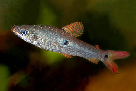 2-Pack Three Spot Leporinus 2.5–3” Live Freshwater Rare Tropical Aquarium Fish