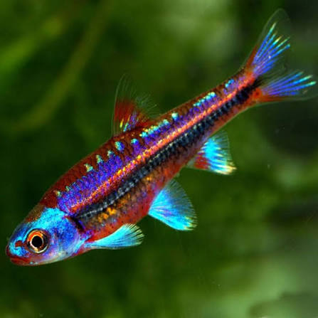 3-Pack Rainbow Shiner Live Freshwater Aquarium Fish Colorful Schooling Minnow