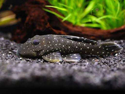 Peppermint Pleco L030 4–5” Live Freshwater Rare South American Aquarium Fish