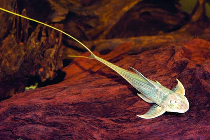 Lamontichthys Filamentosus 3–3.5” Live Rare Freshwater South American Catfish