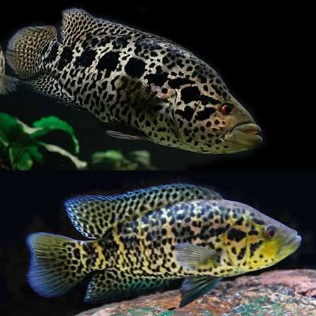 Jaguar Managuense Cichlid Large 5–6 Inch Live Freshwater Predator Aquarium Fish