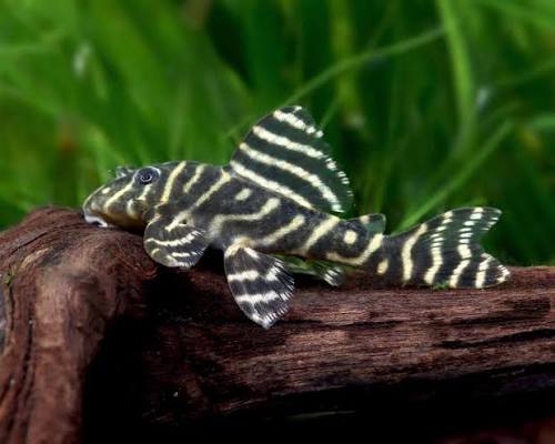 L340 Mega Clown Pleco 1.5-2" Live Freshwater Rare Hypancistrus Aquarium Fish