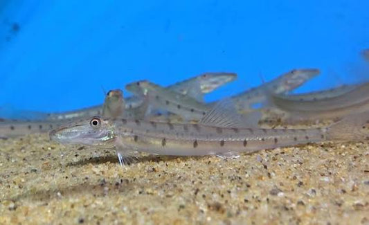 3-Pack Longnose Loach 3-4" Live Freshwater Tropical Aquarium Fish Large Size