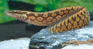 Tire Track Eel 4–5 Inch – Live Freshwater Spiny Eel – Unique Snake-Like Aquarium Fish