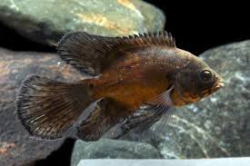 Longfin Red Oscar – 2" Live Freshwater Aquarium Fish – Vibrant and Hardy Cichlid