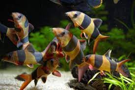 Clown Loach 3.5–4 Inch – Live Freshwater Fish (Chromobotia macracanthus)