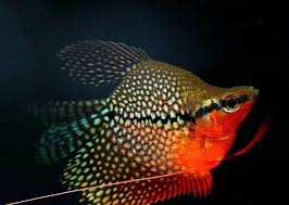 Pearl Balloon Gourami 1.75–2” – Live Freshwater Fish – Peaceful Community Species