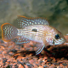Green Terror Cichlid 2.0–2.5” – Live Freshwater Fish – Vibrant South American
