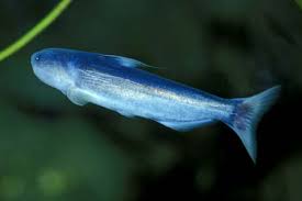 Blue Whale Catfish 2.5-3" Live Freshwater Aquarium Fish Rare Active Oddball