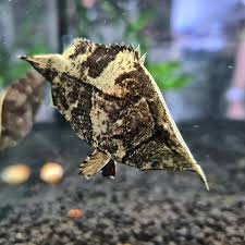 True Leaf Fish–” – Live Freshwater Oddball – Rare Peaceful Ambush Predator