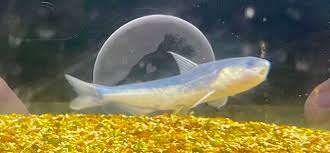 Blue Whale Catfish 2.5-3" Live Freshwater Aquarium Fish Rare Active Oddball
