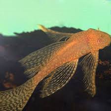 2-Pack Albino Bushynose Pleco 1.0–1.5” (Ancistrus cf. cirrhosus) – Live Algae Eaters