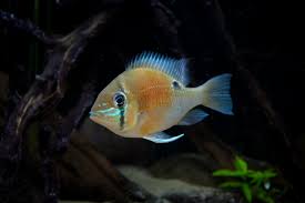 Cupid Cichlid Biotodoma Cupido 3-4" Live Freshwater Fish Peaceful Rare