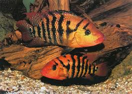 Red Terror Cichlid 3.5-4. Inch Juvenile – Red Terror – Live Freshwater Aquarium Fish