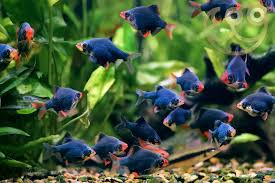 6-Pack Black Tiger Barbs – Live Freshwater Fish for Tropical Aquariums