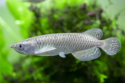 Arowana Jardini Live Fish 3–4 Inch Juvenile Freshwater Dragon Fish