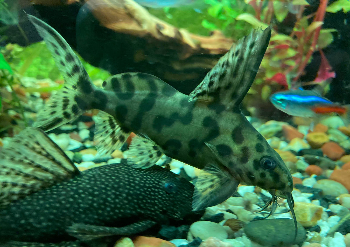 Synodontis Alberon Catfish 2.5–3" Rare Live Freshwater Aquarium Fish