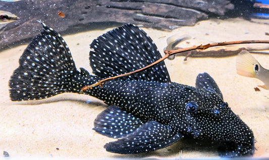 Pleco L240 Galaxy 4-4.5 Inch Live Freshwater Catfish Aquarium Rare Pleco