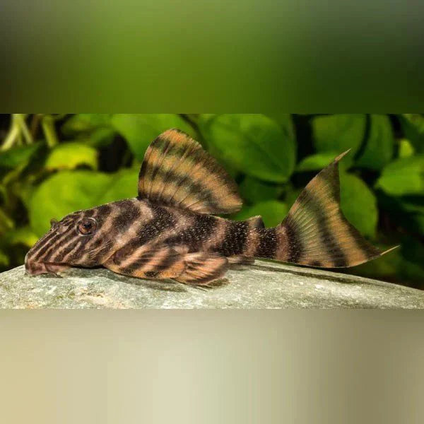 Pleco L398 Tankei Tiger 2.5-3.0” – Rare Freshwater Plecostomus Aquarium Fish